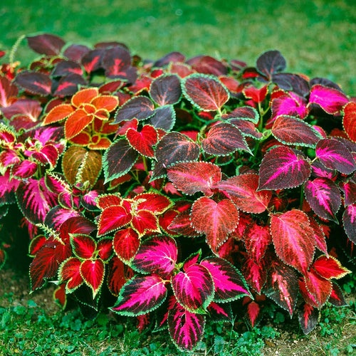 Premium Coleus Multi Colored Flower seeds for Planting Garden Favorite, Heirloom & GMO Free Seeds for Home Garden seeds