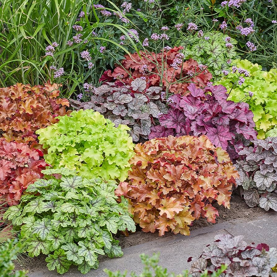 Mixed Heuchera Micrantha Flower seeds for Planting - Colorful Display, Heirloom & GMO Free Seeds for Home Garden