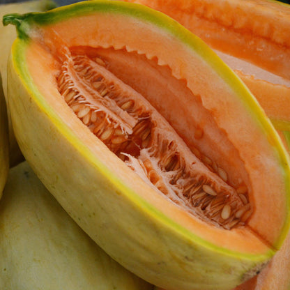 Banana Melon (Cucumis melo) Fruit Seeds