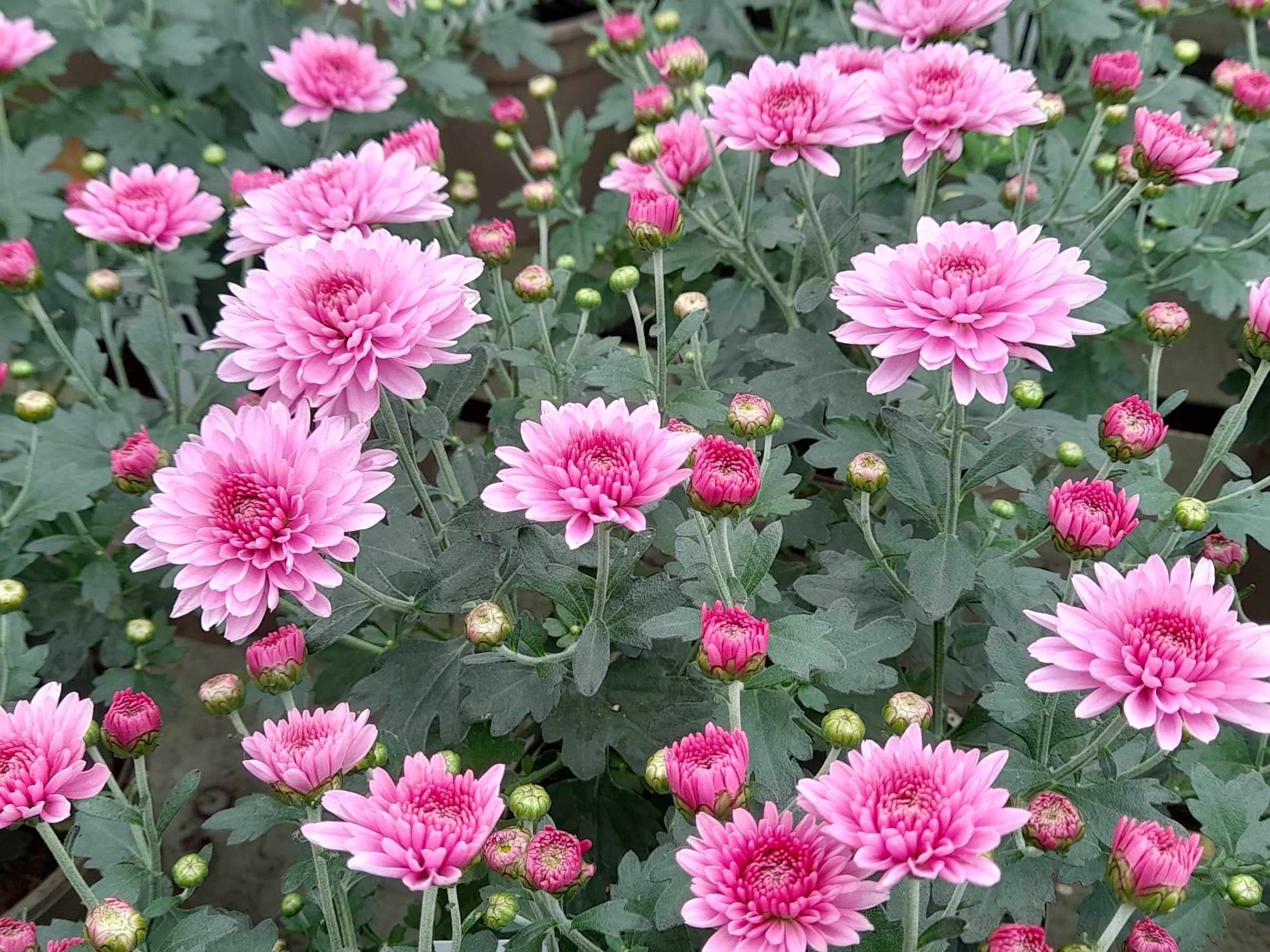 Fresh Chrysanthemum Flower seeds for Planting Garden Favorite, Heirloom & GMO Free Seeds for Home Garden vegetable and garden seeds