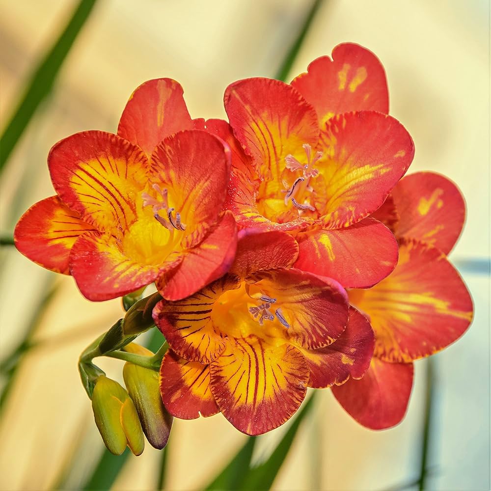 Red Freesias Flower seeds for Planting Colorful Display, Heirloom & GMO Free Seeds for Home Garden vegetable and garden seeds