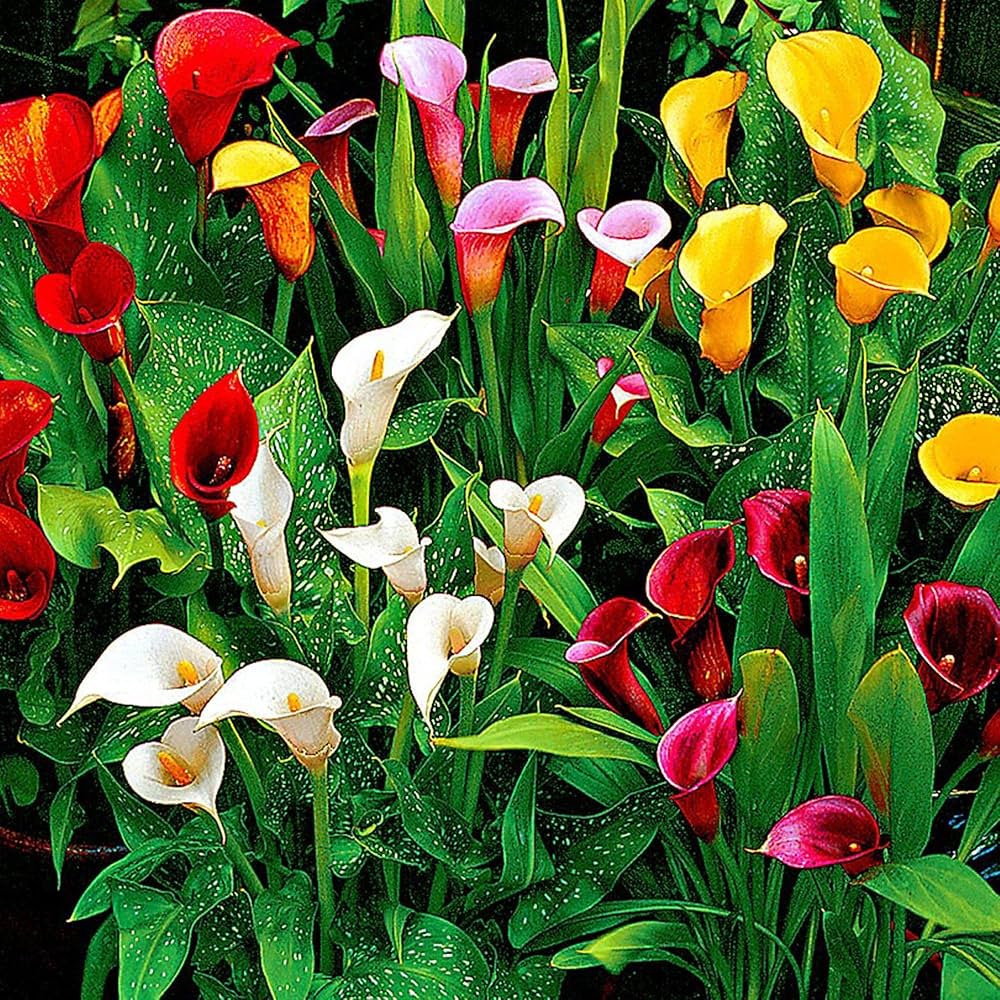 Calle Flower seeds for Planting Compact Growth, Heirloom & GMO Free Seeds for Home Garden vegetable and garden seeds