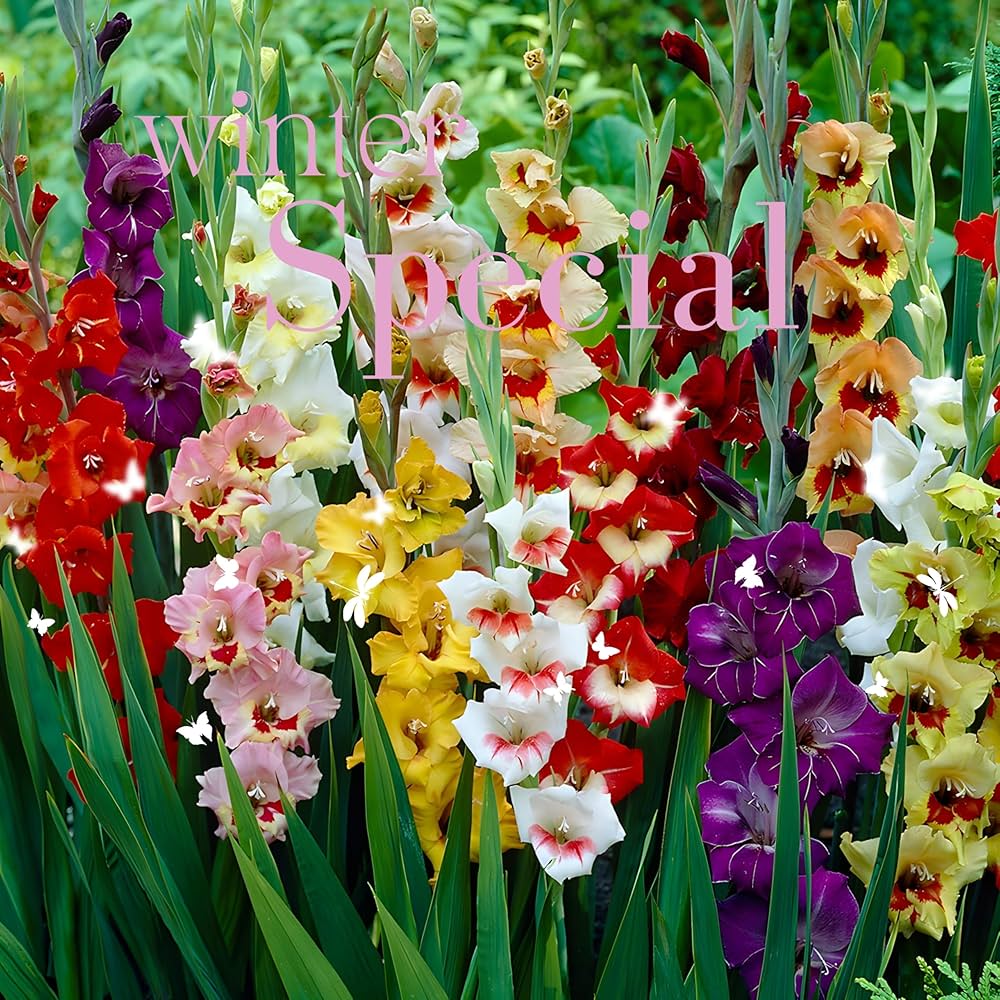 Perennial Gladiolus Flower seeds for Planting Perfect for Borders Heirloom & GMO Free Seeds for Home Garden