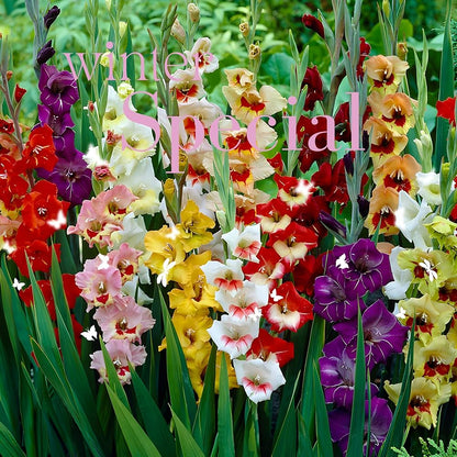 Perennial Gladiolus Flower seeds for Planting Perfect for Borders Heirloom & GMO Free Seeds for Home Garden