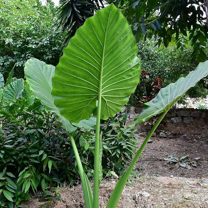 Alocasia Heirloom Non GMO Planting Flower seeds for Planting Shade Tolerant Heirloom & GMO Free Seeds for Home Garden
