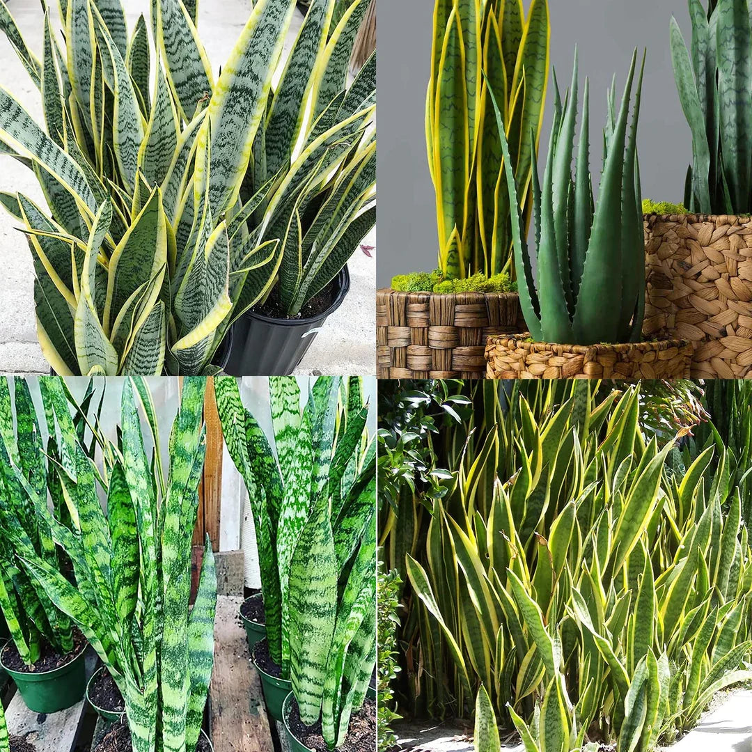 Sansevieria Flower seeds for Planting - Cut Flower Favorite, Heirloom & GMO Free Seeds for Home Garden