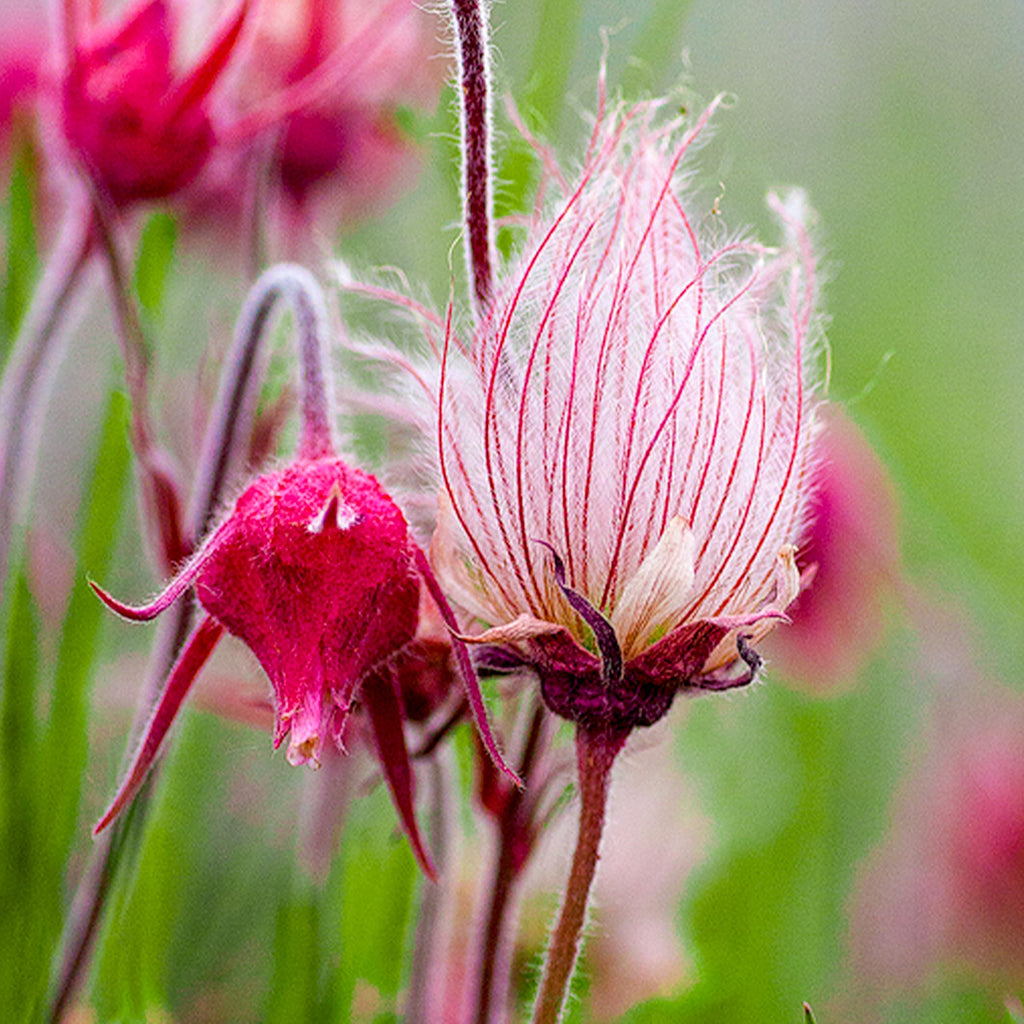 High quality Triflorum Flower seeds for Planting Long Bloom Season, Heirloom & GMO Free Seeds for Home Garden seeds pack