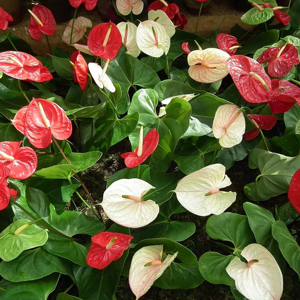 Mixed Anthurium Andraeanum Flower seeds for Planting Bright Blooms, Heirloom & GMO Free Seeds for Home Garden seeds for planting