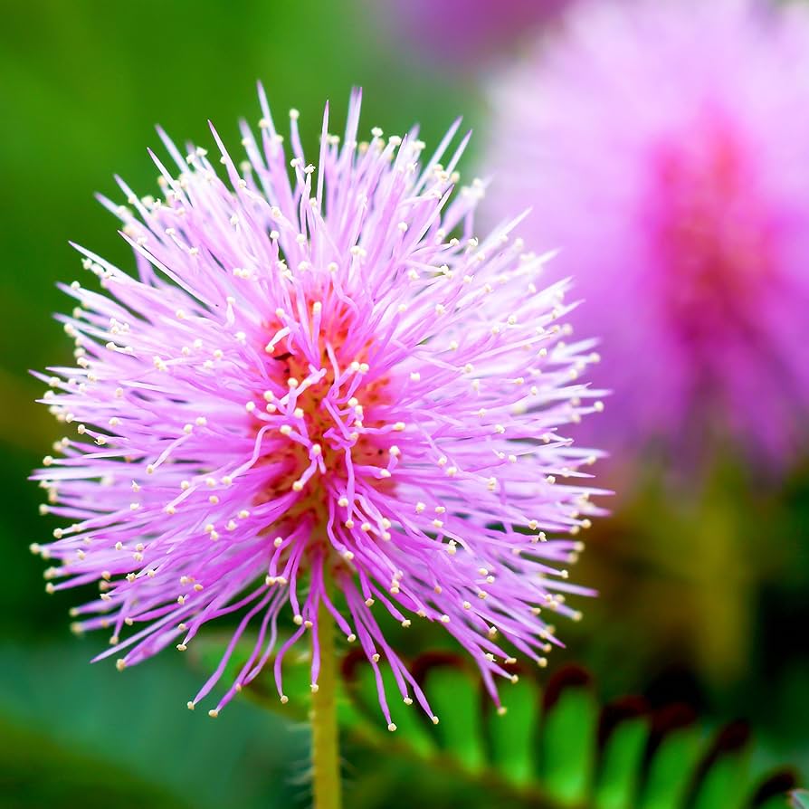 High quality Plantas Sensibles Flower seeds for Planting Hardy Variety, Heirloom & GMO Free Seeds for Home Garden seeds pack