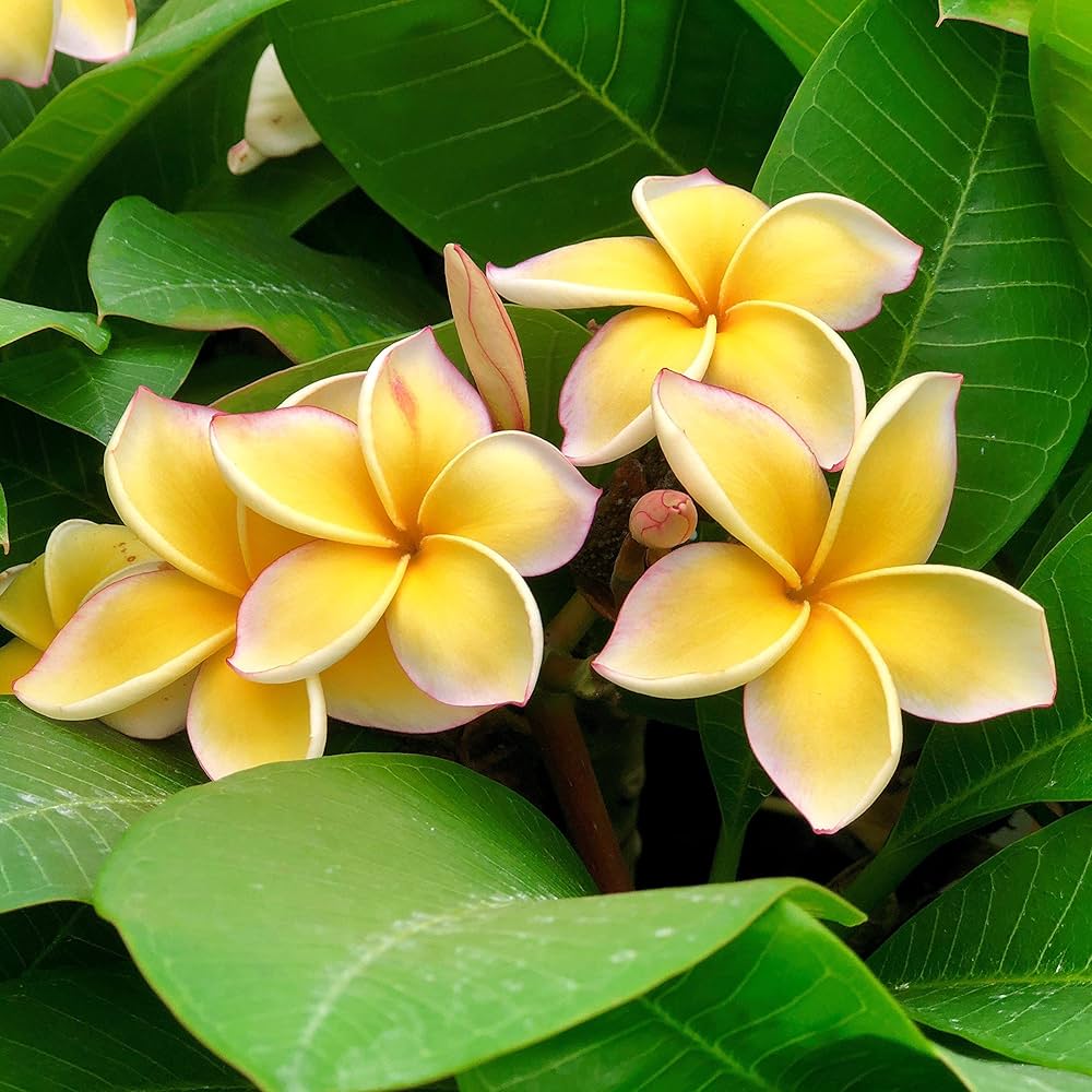 Yellow Egg Flower seeds for Planting Hardy Variety, Heirloom & GMO Free Seeds for Home Garden vegetable and garden seeds