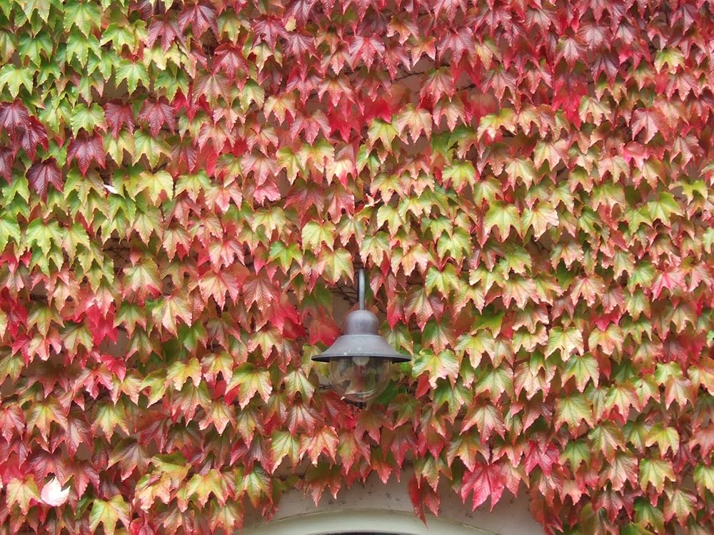 Multi Colored Boston Ivy Flower seeds for Planting Hardy Variety, Heirloom & GMO Free Seeds for Home Garden vegetable and garden seeds