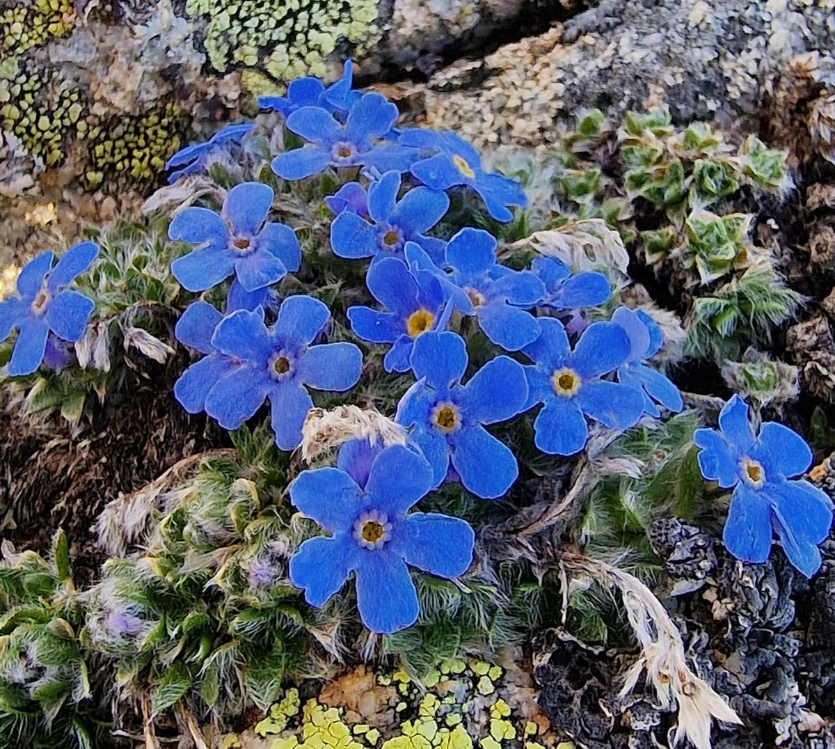 Premium Alpine Flower seeds for Planting Cottage Garden Essential, Heirloom & GMO Free Seeds for Home Garden seeds