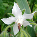 White Borage Flower seeds for Planting Garden Favorite, Heirloom & GMO Free Seeds for Home Garden seeds for planting