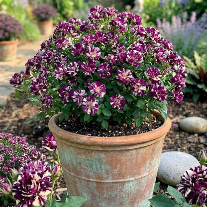 Bicolor Flower seeds for Planting - Drought Tolerant, Heirloom & GMO Free Seeds for Home Garden