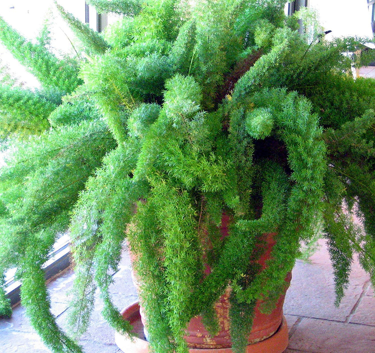 Beautifull Asparagus Meyeri Foxtail Fern Flower seeds for Planting - Hardy Variety, Heirloom & GMO Free Seeds for Home Garden
