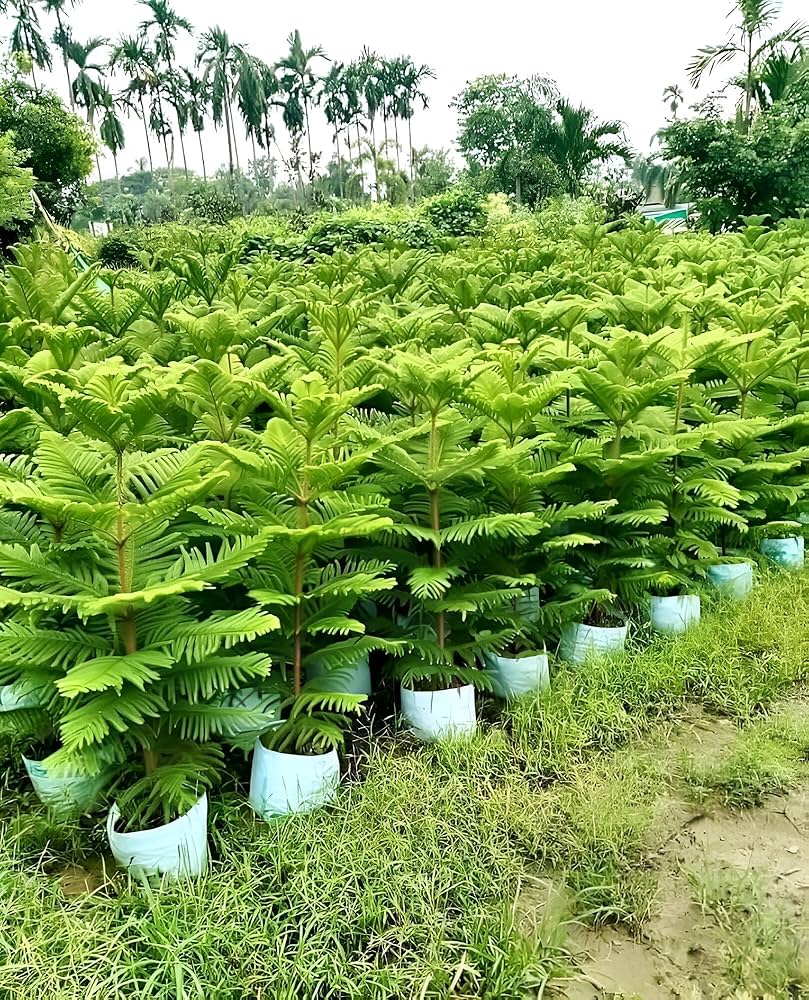 Araucaria Flower seeds for Planting Shade Tolerant Heirloom & GMO Free Seeds for Home Garden