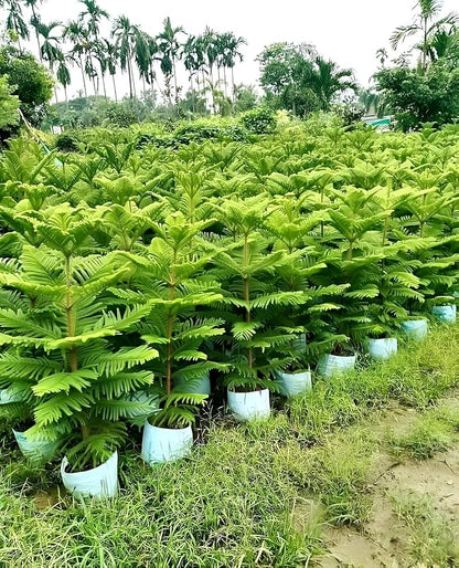 Araucaria Flower seeds for Planting Shade Tolerant Heirloom & GMO Free Seeds for Home Garden
