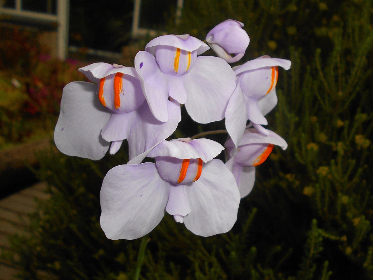 Utricularia Flower seeds for Planting Cottage Garden Essential, Heirloom & GMO Free Seeds for Home Garden seeds for planting