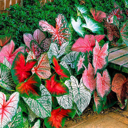 Mix Pink Caladium Flower seeds for Planting - Fragrant Blossoms, Heirloom & GMO Free Seeds for Home Garden