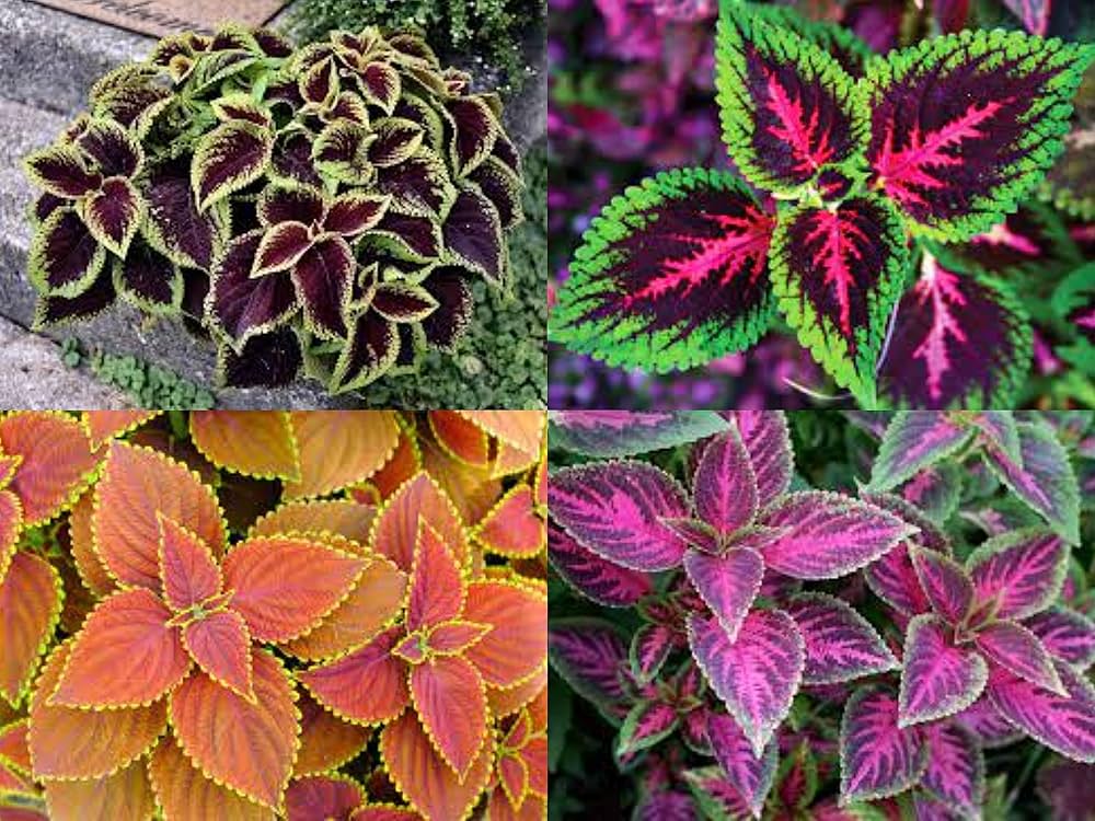 Premium Green Brown Coleus Flower seeds for Planting Cottage Garden Essential, Heirloom & GMO Free Seeds for Home Garden seeds