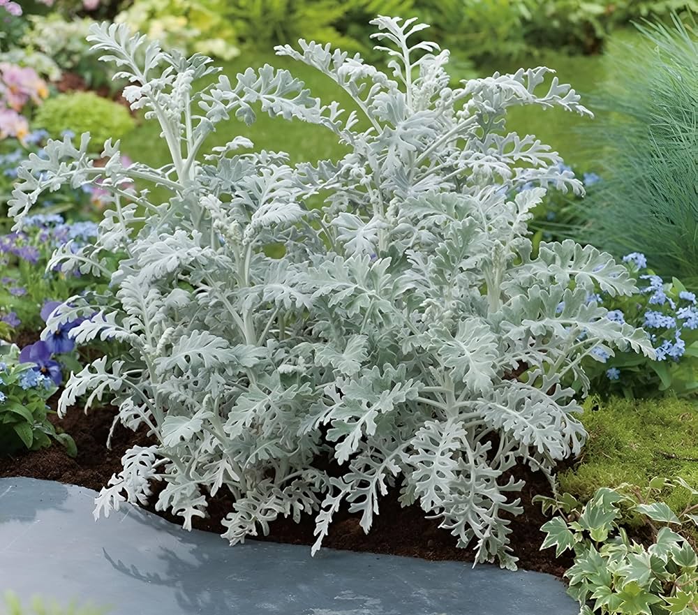 Gray Cineraria Dusty Flower seeds for Planting Seasonal Bloomer, Heirloom & GMO Free Seeds for Home Garden seeds for planting