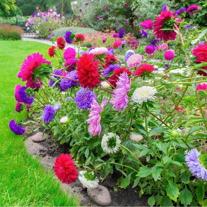 Mixed Chinese Aster Flower seeds for Planting - Drought Tolerant, Heirloom & GMO Free Seeds for Home Garden