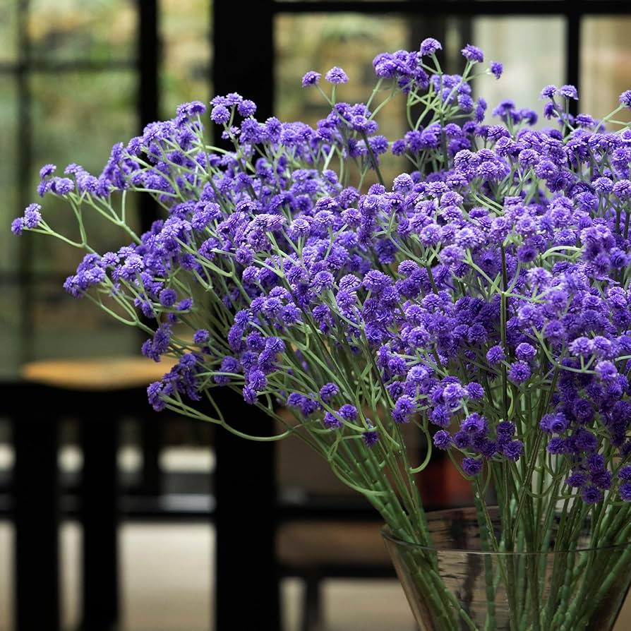 Dark Purple Gypsophila Flower Seeds - Perfect for Bold Floral Arrangements