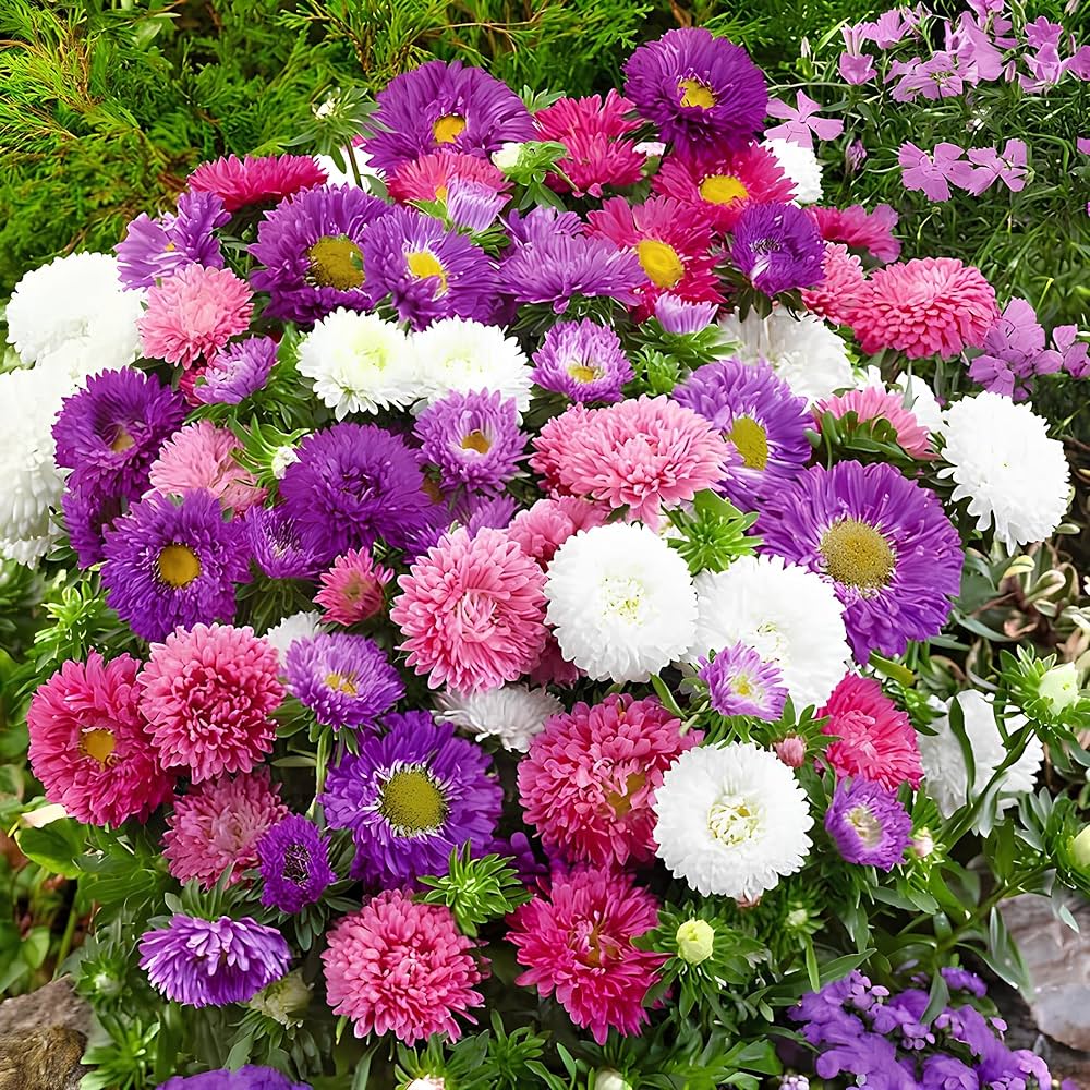 Premium Deep Purple Chrysanthemum Flower seeds for Planting Pollinator Friendly, Heirloom & GMO Free Seeds for Home Garden seeds