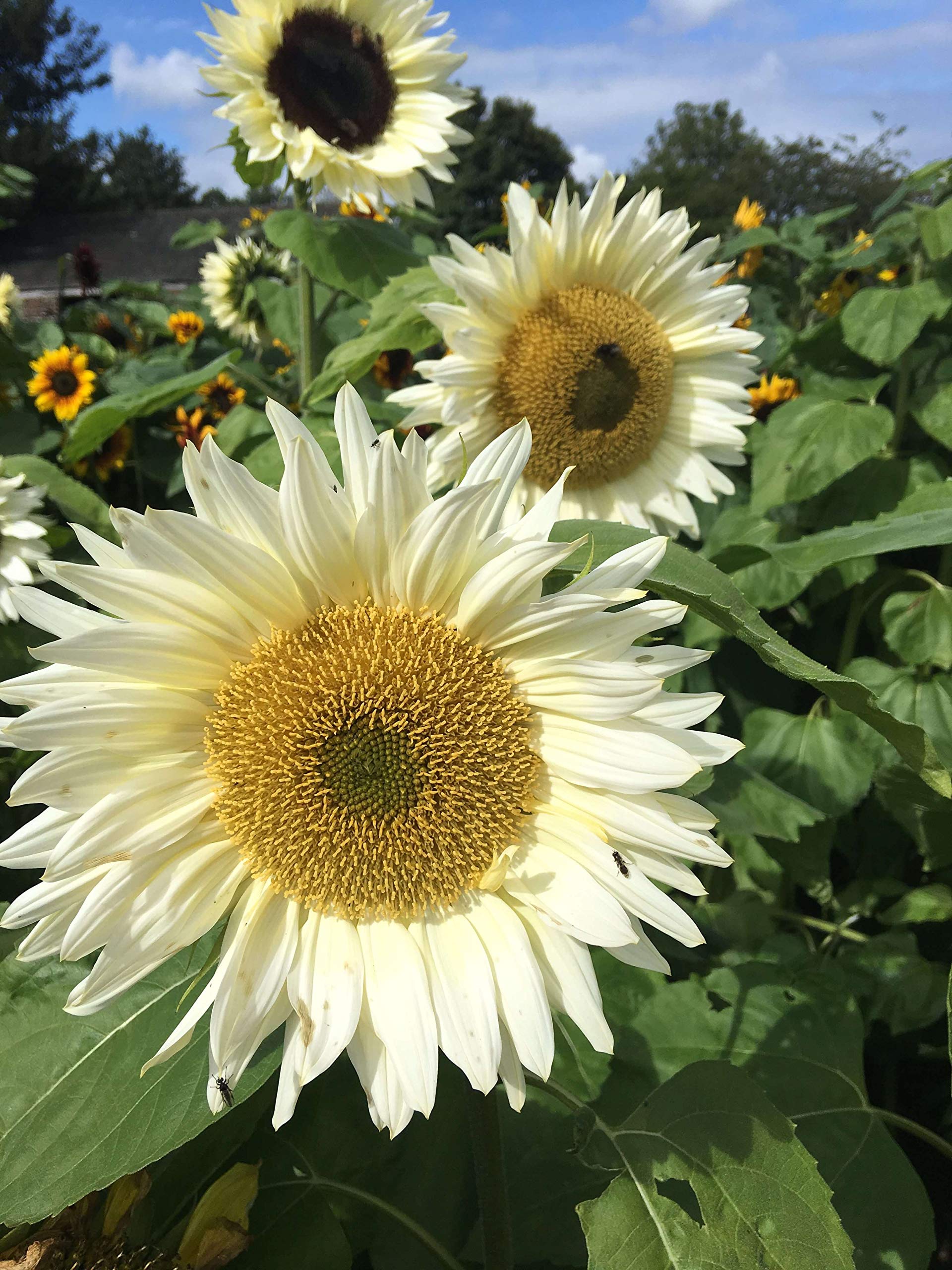 Premium White Sunflower Flower seeds for Planting Seasonal Bloomer, Heirloom & GMO Free Seeds for Home Garden seeds