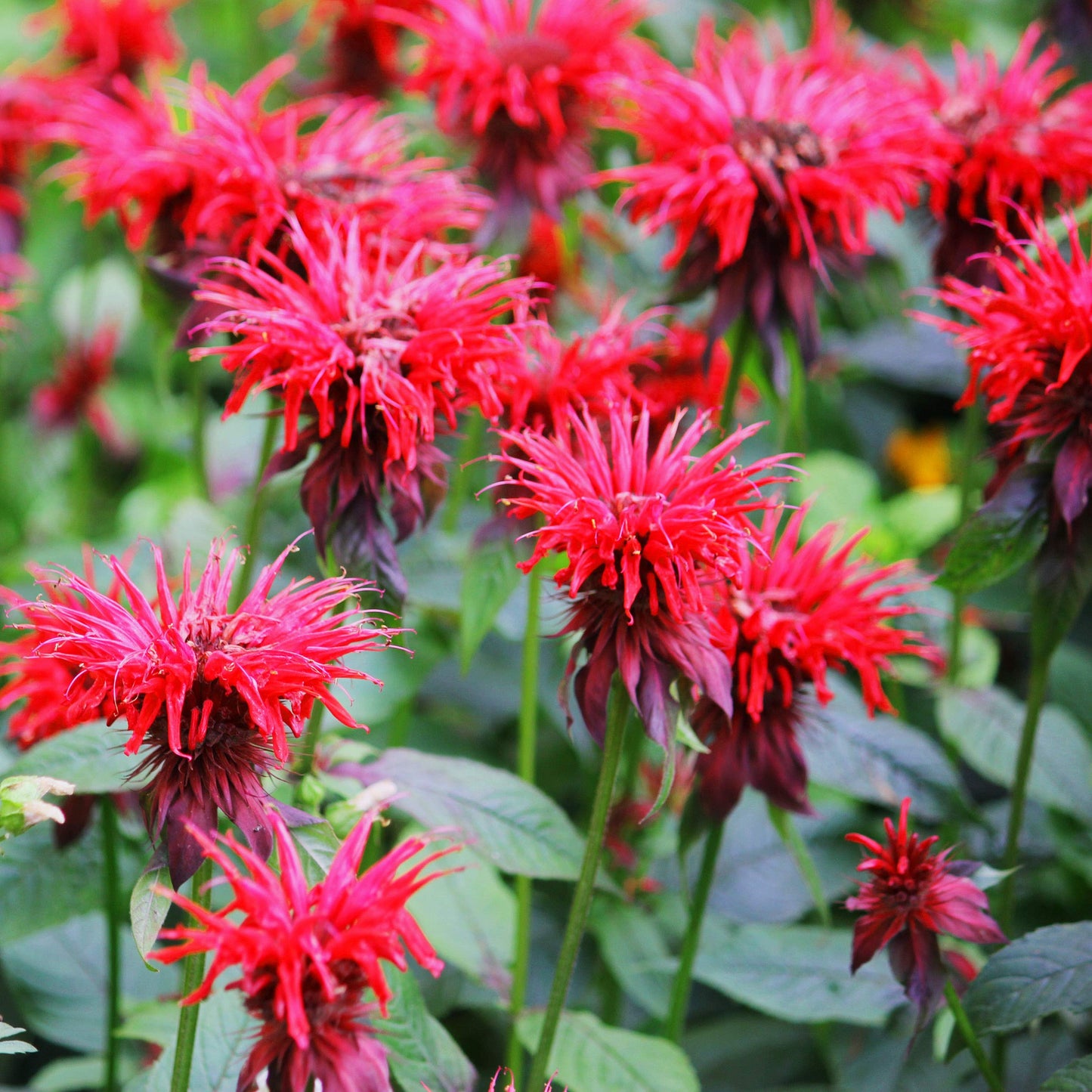 Monarda Flower seeds for Planting Drought Tolerant Heirloom & GMO Free Seeds for Home Garden