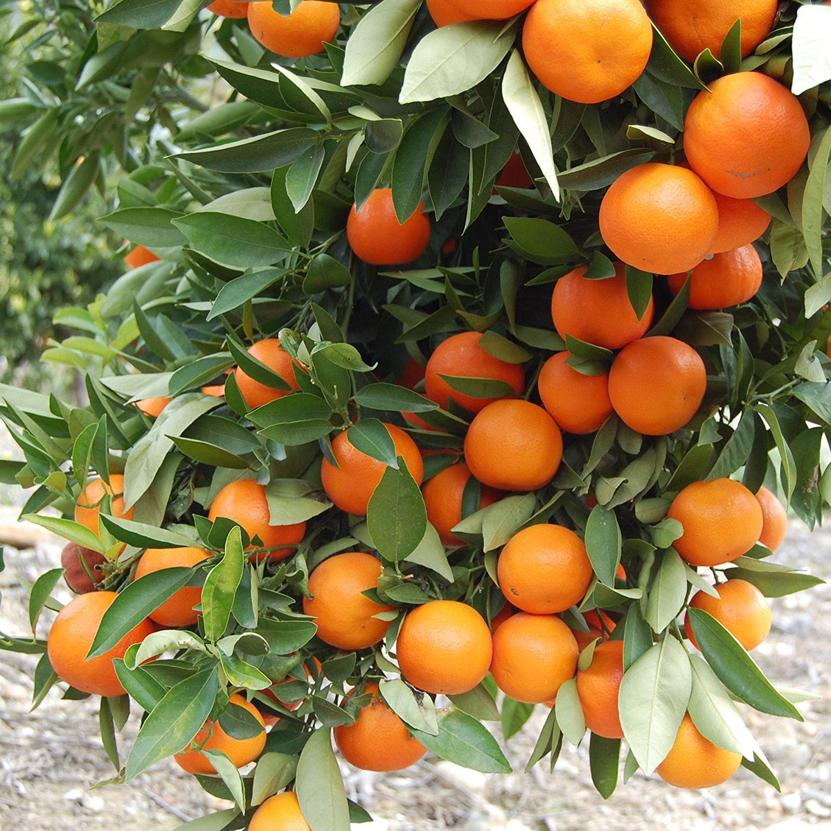 Yellow Orange Fruit Seeds Planting