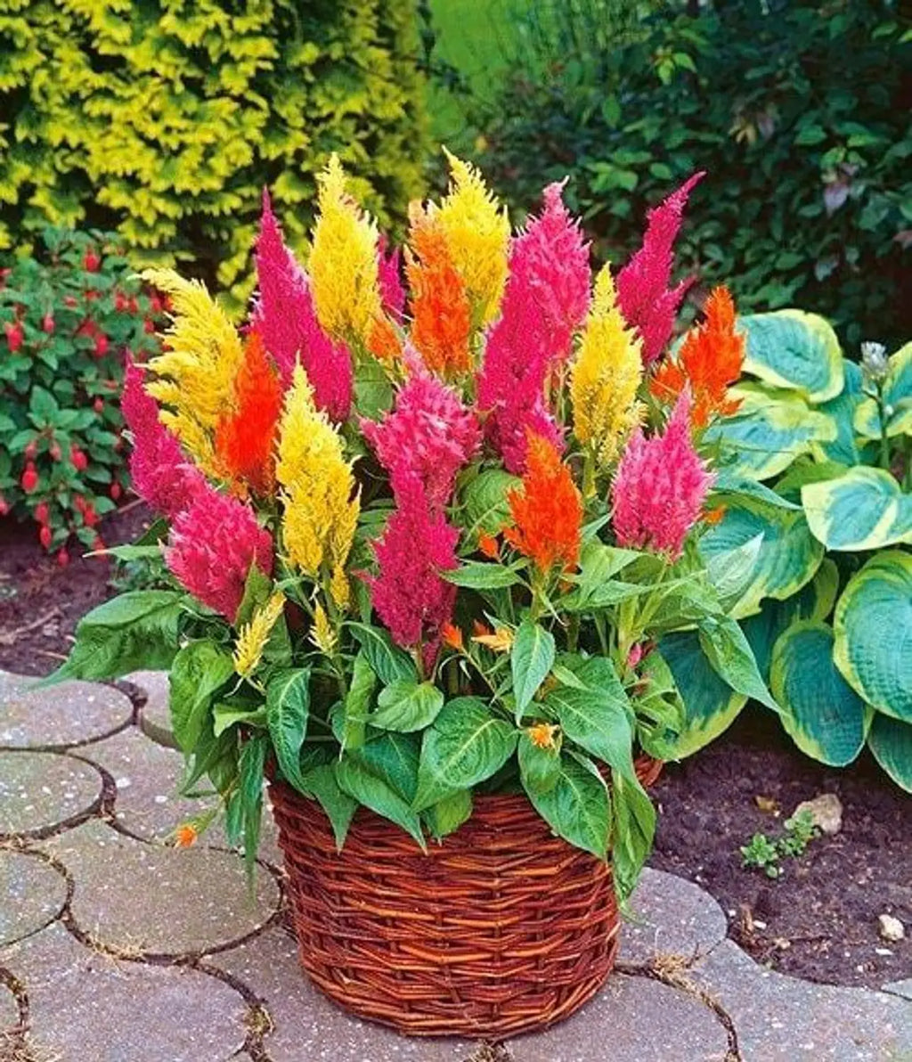 Premium Kuhschelle Flower seeds for Planting Long Bloom Season, Heirloom & GMO Free Seeds for Home Garden seeds
