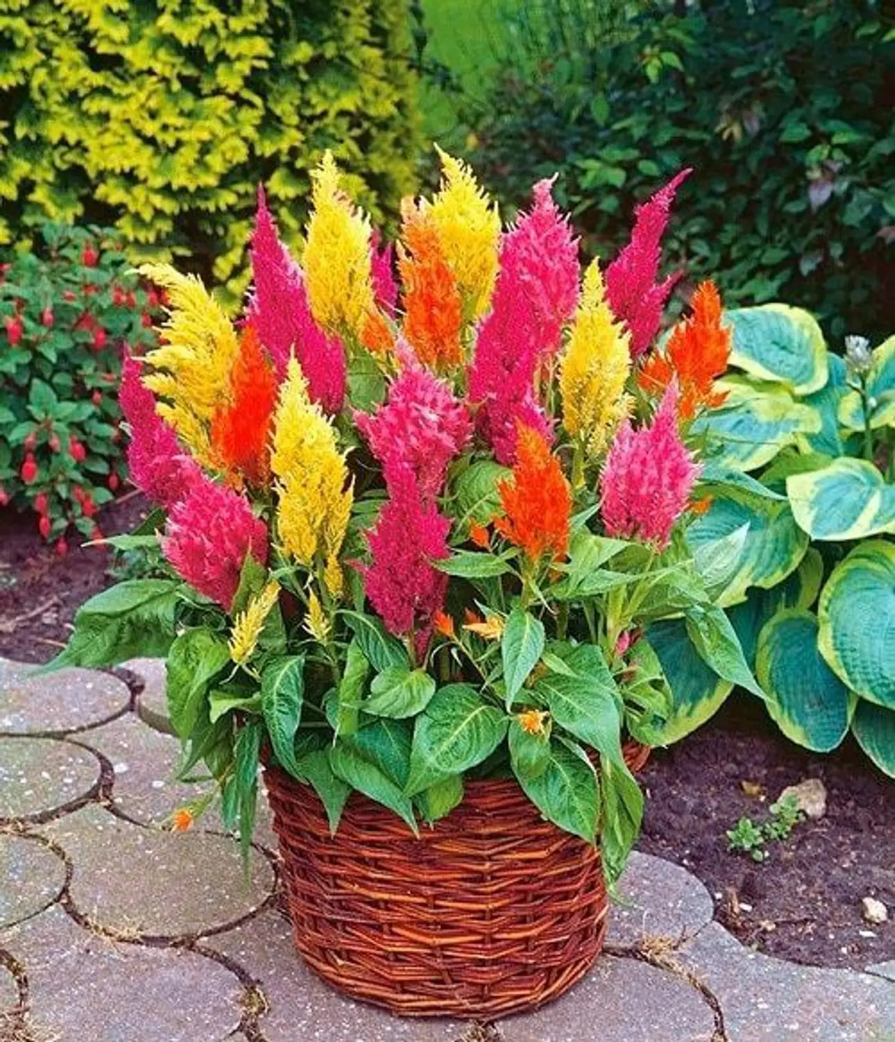 Premium Kuhschelle Flower seeds for Planting Long Bloom Season, Heirloom & GMO Free Seeds for Home Garden seeds