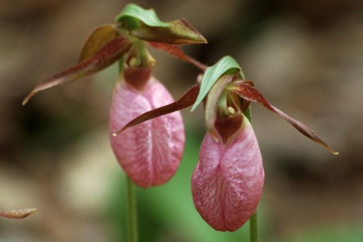 Pink Cypripedium Acaule Flower seeds for Planting Shade Tolerant, Heirloom & GMO Free Seeds for Home Garden vegetable and garden seeds