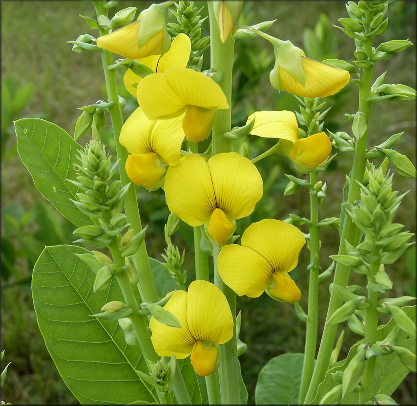 Yellow Smooth Rattlebox Flower seeds for Planting - Hardy Variety, Heirloom & GMO Free Seeds for Home Garden