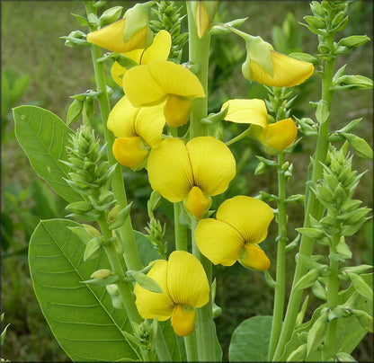 Yellow Smooth Rattlebox Flower seeds for Planting - Hardy Variety, Heirloom & GMO Free Seeds for Home Garden