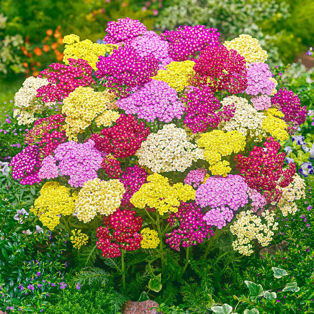 Mix Yarrow Flower seeds for Planting Colorful Display Heirloom & GMO Free Seeds for Home Garden