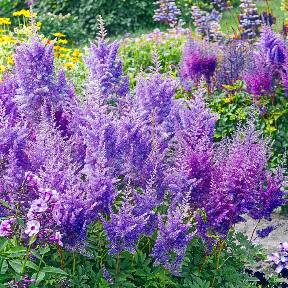Blue Astilbe Flower Seeds for Planting