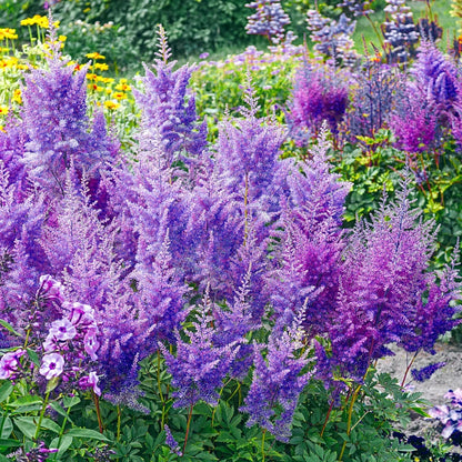 Blue Astilbe Flower Seeds for Planting