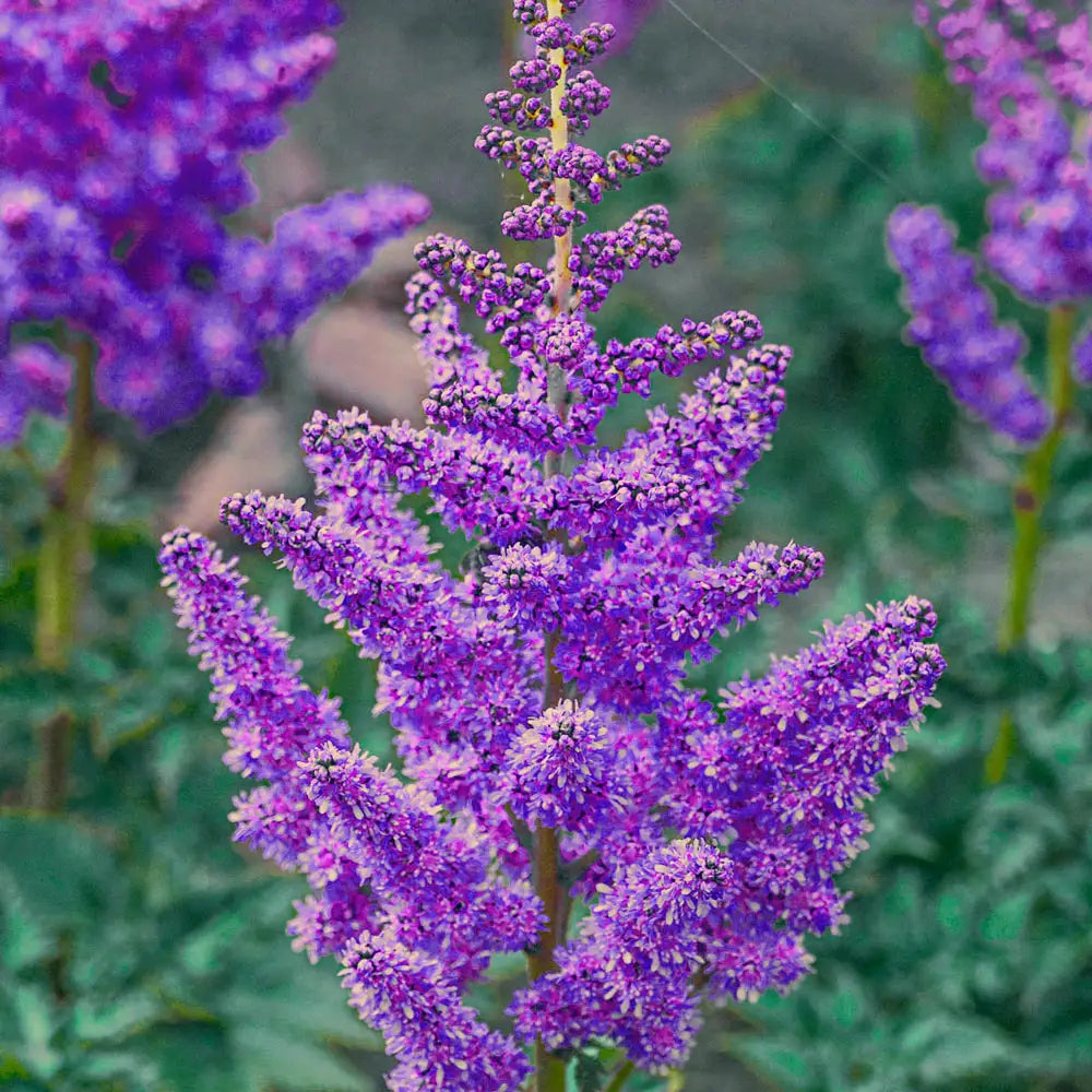 Blue Astilbe Flower Seeds for Planting