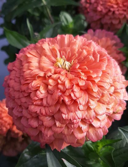 Zinnia Benary Giant Flower seeds for Planting Colorful Display Heirloom & GMO Free Seeds for Home Garden