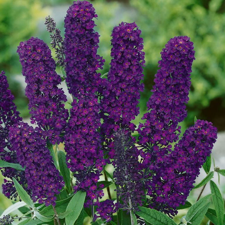 Purple Buddleja Flower seeds for Planting Pollinator Friendly, Heirloom & GMO Free Seeds for Home Garden vegetable and garden seeds
