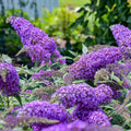Violet Buddleia Flower seeds for Planting Easy to Grow, Heirloom & GMO Free Seeds for Home Garden seeds for planting