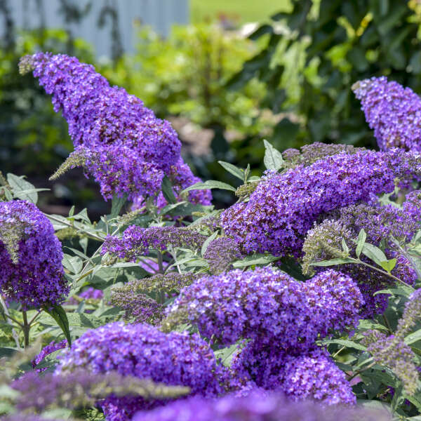 Violet Buddleia Flower seeds for Planting Easy to Grow, Heirloom & GMO Free Seeds for Home Garden seeds for planting