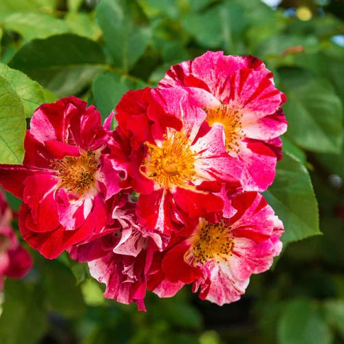 Premium Red & White Climbing Rose Non GMO Heirloom Garden Seeds Flower seeds for Planting Wildflower Mix, Heirloom & GMO Free Seeds for Home Garden seeds