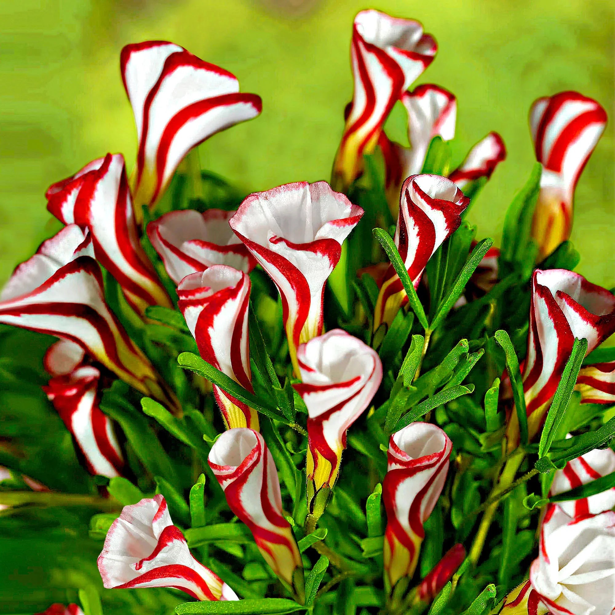 Premium Oxalis Versicolor Flower seeds for Planting Cottage Garden Essential, Heirloom & GMO Free Seeds for Home Garden seeds