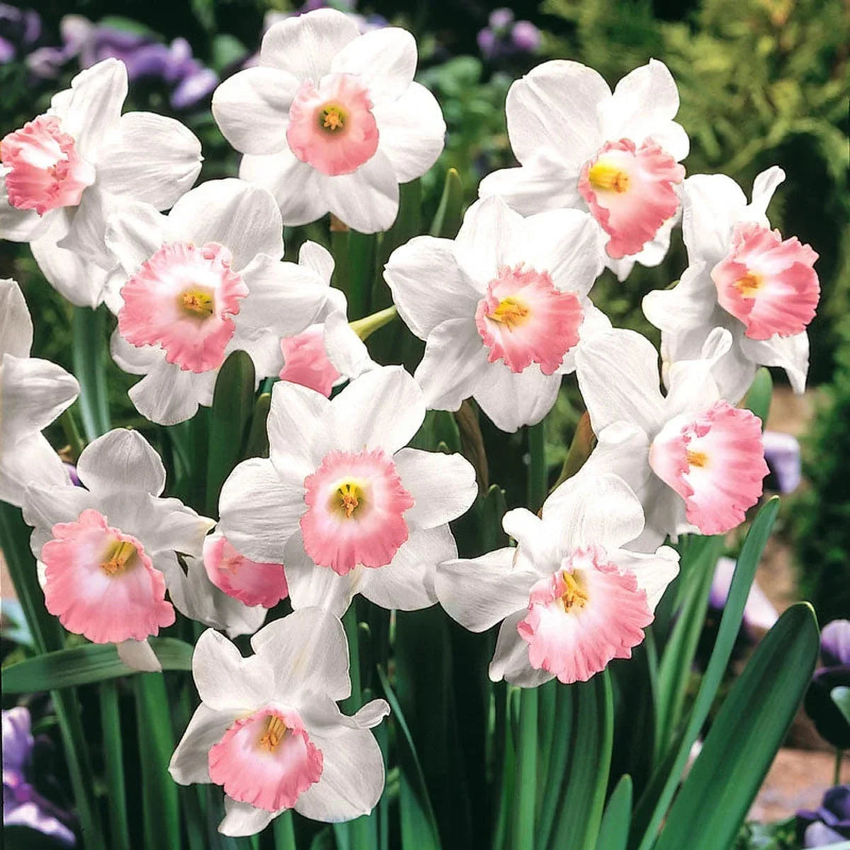 Baby Pink & White Daffodil Flower Seeds for Planting