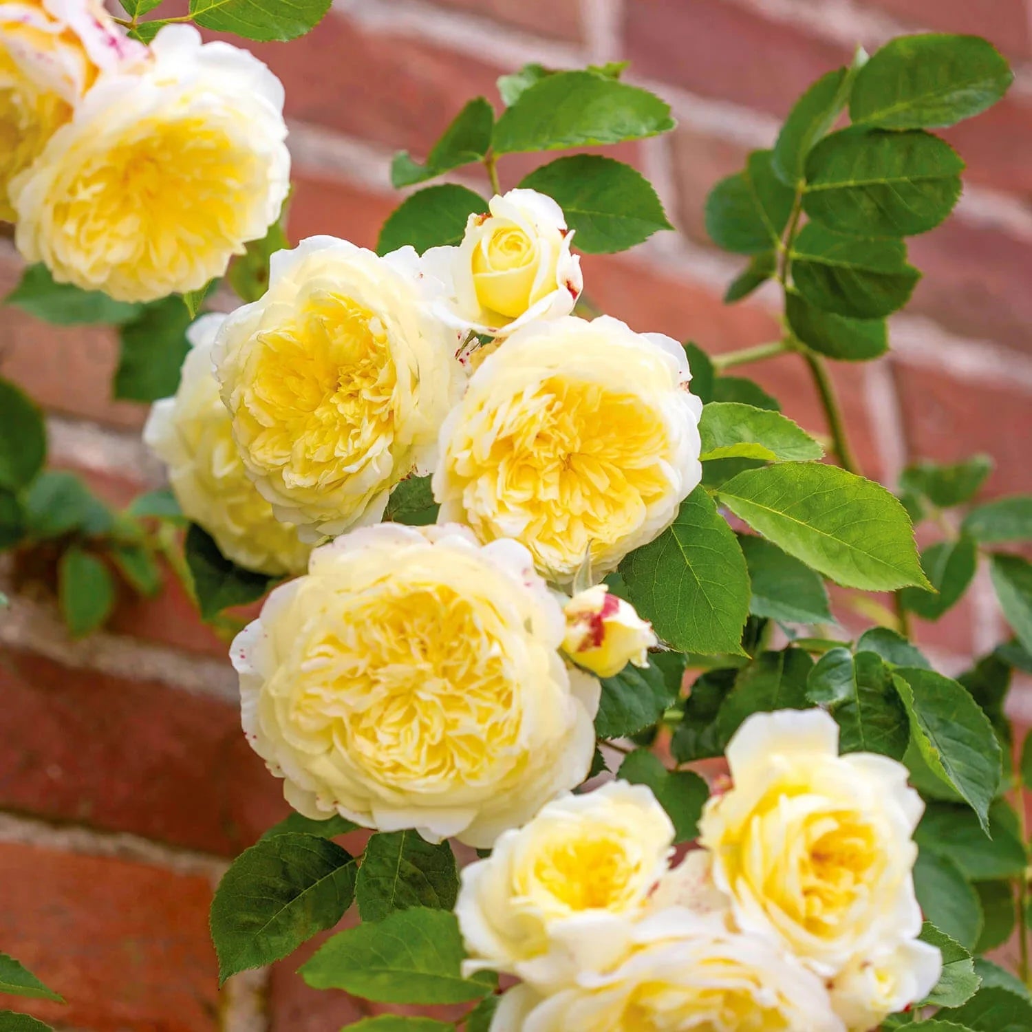 Premium Yellow Climbing Rose Flower seeds for Planting Perfect for Borders, Heirloom & GMO Free Seeds for Home Garden seeds