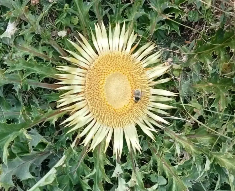 Acanthifolia Flower seeds for Planting Fragrant Blossoms Heirloom & GMO Free Seeds for Home Garden