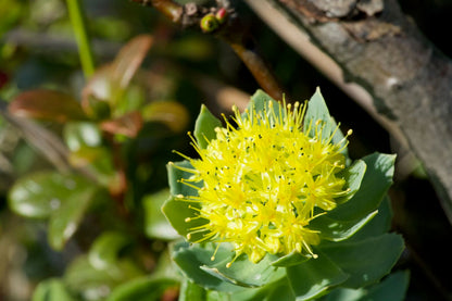 Rhodiola Rosea Flower seeds for Planting Easy to Grow Heirloom & GMO Free Seeds for Home Garden